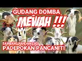 Download Lagu DISINI GUDANGNYA DOMBA MEWAH || PADEPOKAN PANCANITI ~ ESA DOGAR