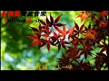 旺福 一人一半旺福 一人一半【俗女養成記主題曲】【動態歌詞Lyrics】【寶藏音樂+好聽歌曲+2019歌曲+华语歌曲2019+中文歌曲】【熱搜歌曲】