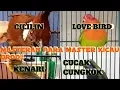 Download Lagu MASTERAN| CILILIN sambung LOVEBIRD sambung KENARI sambung CUCAK CUNGKOK| masteran MANTAP
