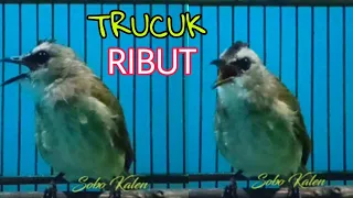 Download Suara Trucuk ribut untuk pikat bikin cepat emosi trucukan lain MP3