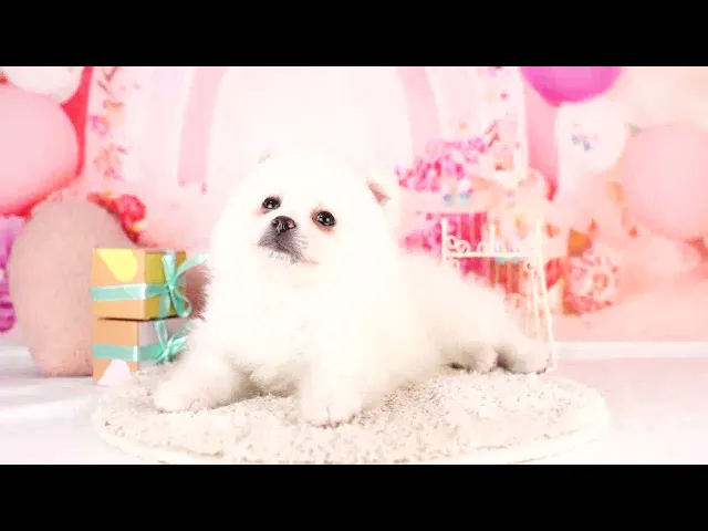 動画