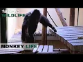 Download Lagu S3E03 | Ben And Pip Meet The New Alpha Male Hananya | Monkey Life | Beyond Wildlife