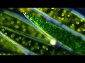 Download Lagu Closterium Acerosum in polarised light