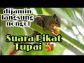 Download Lagu Suara pemanggil tupai atau pikat tupai di jamin ampuh buat berburu