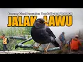 Download Lagu BURUNG JALAK LAWU BURUNG MITOS MISTIS PENJAGA GUNUNG LAWU, SI PENUNTUN JALAN PENDAKI YANG TERSESAT