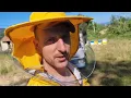 Download Lagu Pregled pčela pred suncokretovu pašu 23.6.2025 Pčelarstvo