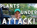 Download Lagu How to Stop Caterpillars From Destroying Your Plants | Garden Pest Control Tips