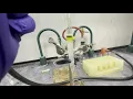 FA24 C343 Column Chromatography of Spinach Leaves