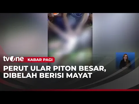 Pria di Maluku Utara Tewas Ditelan Ular