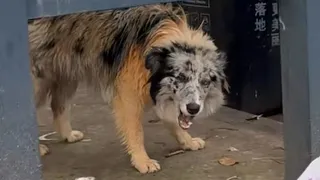 A Limping Border Collie Was Eating Trash… Then I Discovered His Story
