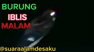 suara burung cabak iblis dibawah rembulan satisfying cabakiblis