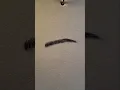 How to draw eyebrow