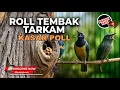 Lagu 🔴 Live Masteran Roll Tembak Panjang Irama Lagu Mewah Cucak Cungkok Gacor vs Srigunting Abu Abu Gacor