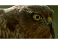 Download Lagu How sparrowhawks catch garden birds - Life in the Air: Episode 2 Preview - BBC