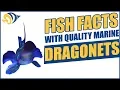 Download Lagu Visfeiten met Quality Marine, aflevering 2 - Pitvissen