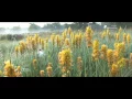 Download Lagu trailer Regte Heide