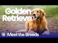 Everything You Need to Know About the Golden Retriever AKC Meet the Breeds