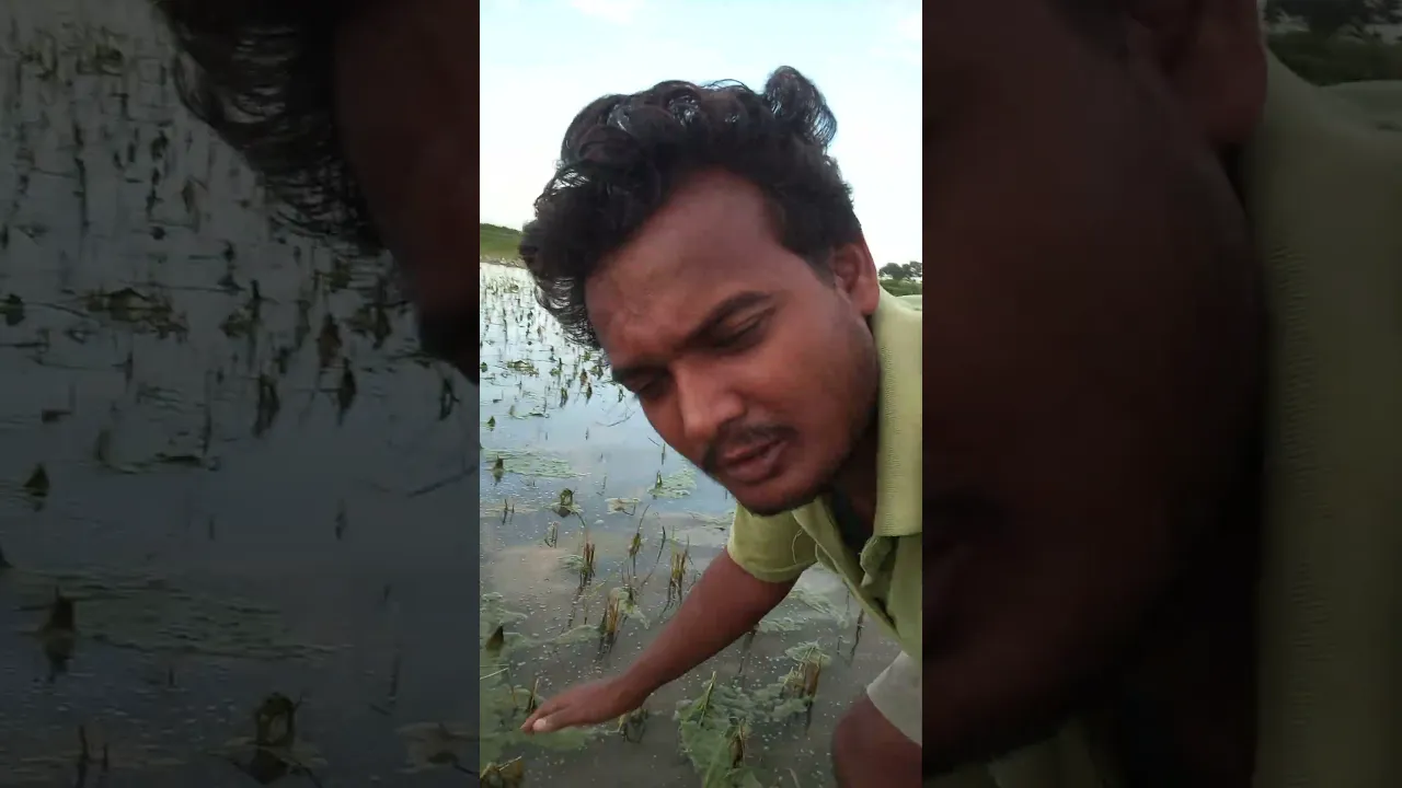 धान गल गइल बा।