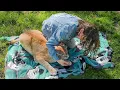 Download Lagu A SAND CAT ATTACKED A RACCOON, BUT I GOT IT / Lynxes' reaction to casts