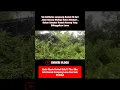 Download Lagu Agak risau dengan ancaman binatang buas dan berbisa bila masuk ke dalam rumah di hutan belukar ni!..