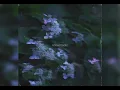 lofi: knowmadic - hydrangea