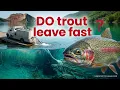 Understanding Stocked Trout Behavior for Better Fishing