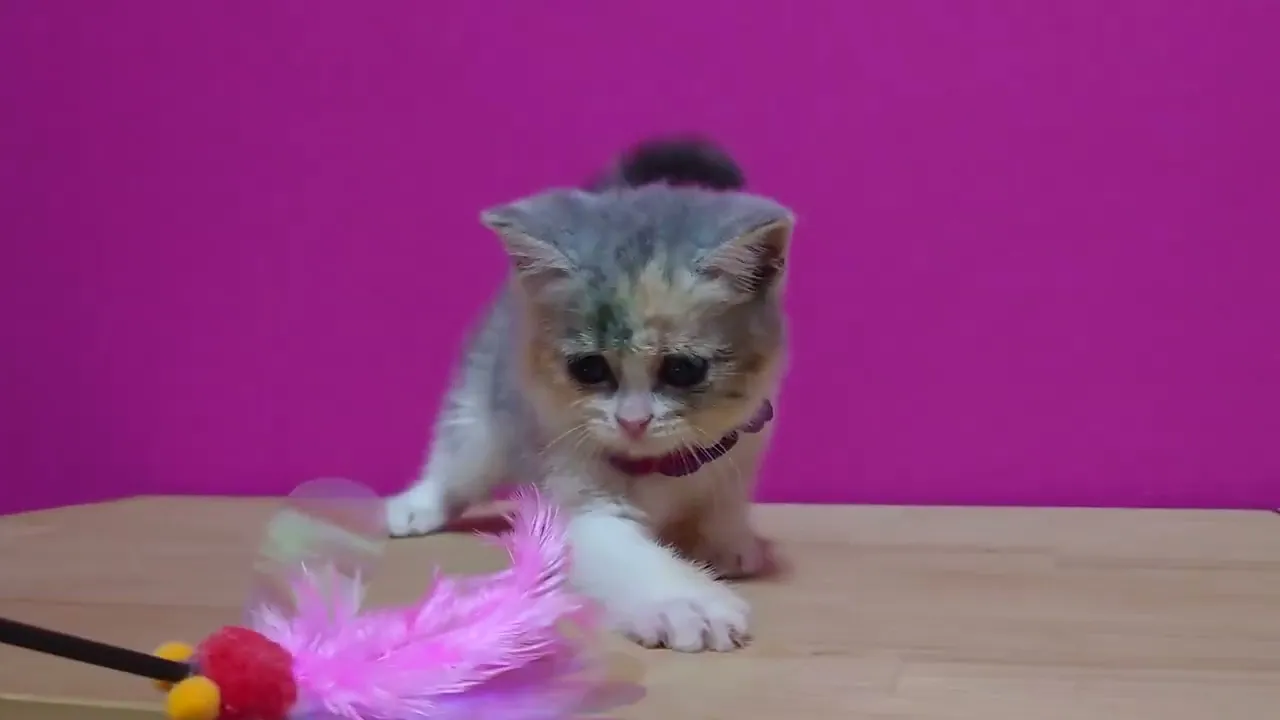 動画