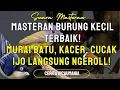 Download Lagu Masteran Burung Kecil Terbaik! Murai Batu, Kacer, Cucak Ijo Langsung Ngeroll!