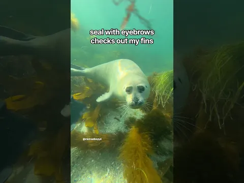 This seal has eyebrows
