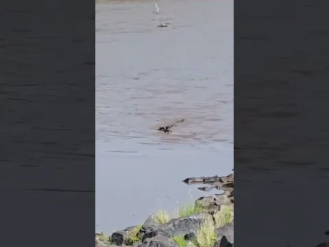 Crocodiles take down a wildebeest in the river crossing