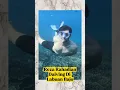 Download Lagu Reza Rahadian Daiving #shortsviral