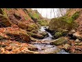 Download Lagu Surah Al Tahrim recited with soothing video repeated