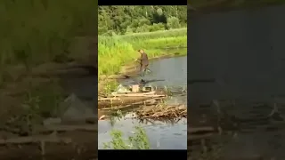 танцы на рыбалке Shorts смешно рекомендации рыбалка 