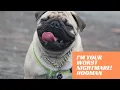 Snoring Pug Makes You Lose Sleep