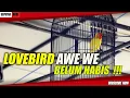 Download Lagu Lovebird AWEWE belum HABISSS !!!