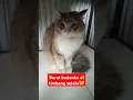 Download Lagu berat badanku ditimbang selalu,# kucing gemuk# kucing gembul# kucing montok# kucing lucu# short