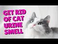 Download Lagu How To Get Rid Of Cat Urine Smells | Two Crazy Cat Ladies