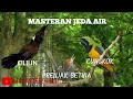 Download Lagu masteran cililin,prenjak betina,cungkok jeda suara air 10detik cocok untuk trotol murai