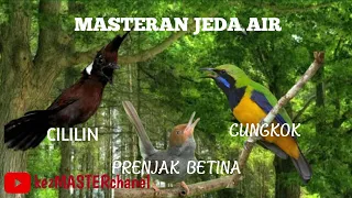 masteran cililin prenjak betina cungkok jeda suara air 10detik cocok untuk trotol murai