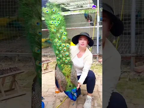 Amazing Peacock Beauty #peacock #peafowl #birds