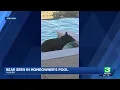 Bear takes dip in Auburn resident s pool amid multiple bear sightings in Placer County