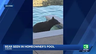 Bear takes dip in Auburn resident s pool amid multiple bear sightings in Placer County