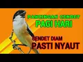 Lagu PANCINGAN CENDET PAGI HARI❗ CENDET DIAM PASTI NYAUT DENGAR SUARA BEGINI❗❗