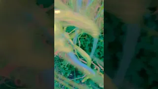 Https Www Instagram Com Reel DE4eHjESAxc Igsh DWpva2Y1dHQ3NTls 