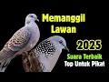 Download Lagu Suara Tekukur Gacor Terbaru 2025 Cocok Untuk Pancingan Dan Pikat #3