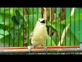 Download Lagu Suara SIRTU BETINA 100% Ampuh untuk Memancing Sirtu Jantan AGAR GACOR dan NYIUL