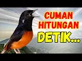 Download Lagu 🔴MAK NYUS🔴murai batu gacor PAGI SIANG MALAM AMPUH buat PANCINGAN murai batu agar cepat bunyi emosi