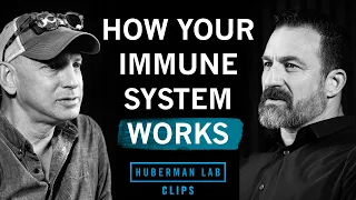 How Your Immune System Functions | Dr. Max Krummel & Dr. Andrew Huberman