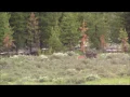 Black wolf vs coyotes in Yellowstone