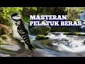 Download Lagu Masteran Pelatuk Sampit Gacor ll Masteran Pelatuk Beras Gacor dan Suara Air Mengalir